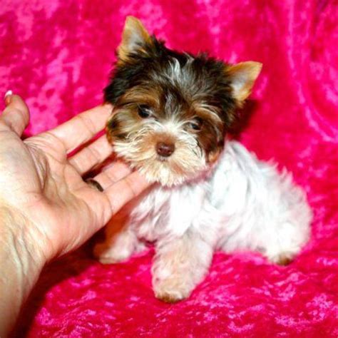 94 miles Breed: Yorkshire Terrier 633 Location: Kansas City, MO. . Akc parti yorkies for sale